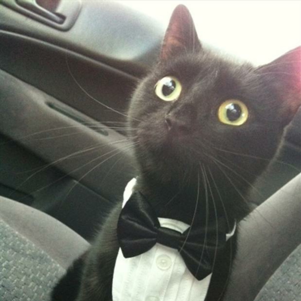 Meet your Posher, AN